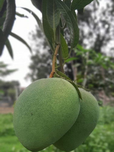 বারি-৪